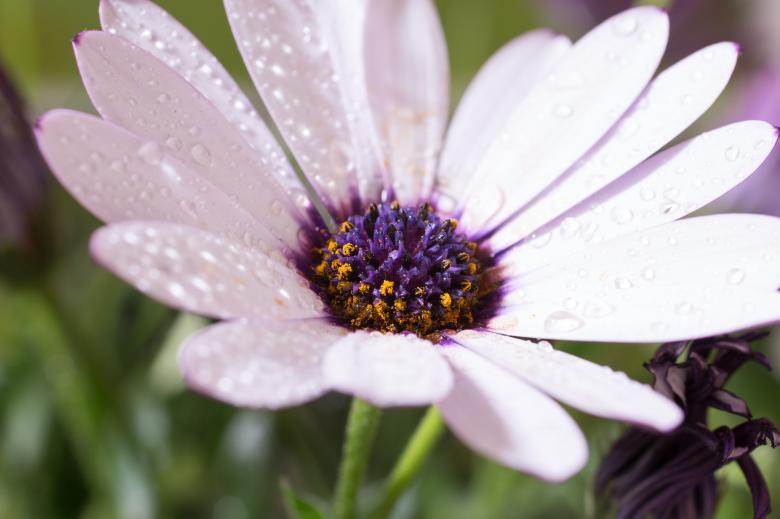 Free stock image of Fresh Marguerite created by Pixabay