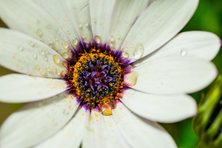 Free stock image of Fresh Marguerite created by Pixabay