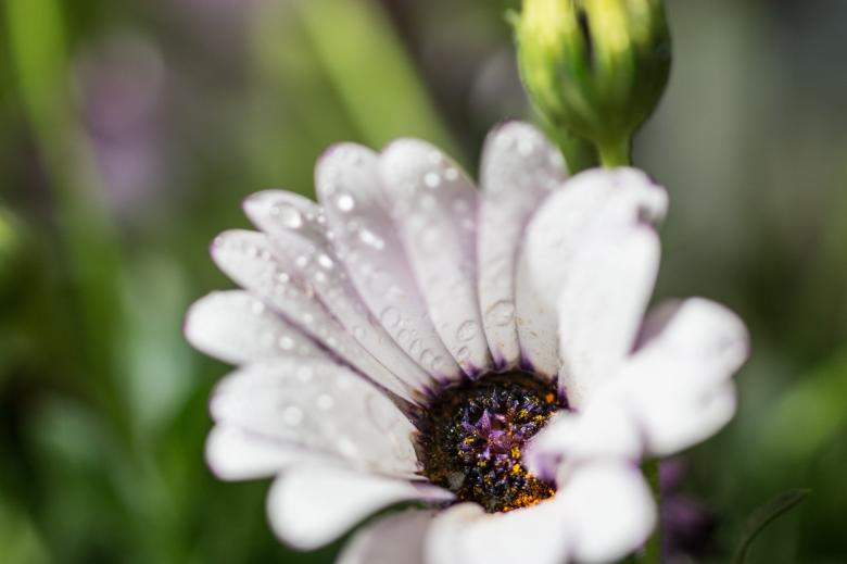 Free stock image of Fresh Marguerite created by Pixabay