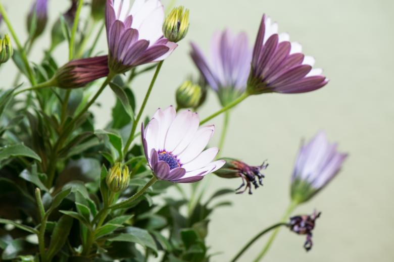 Free stock image of Osteospermum Ecklonis created by Pixabay