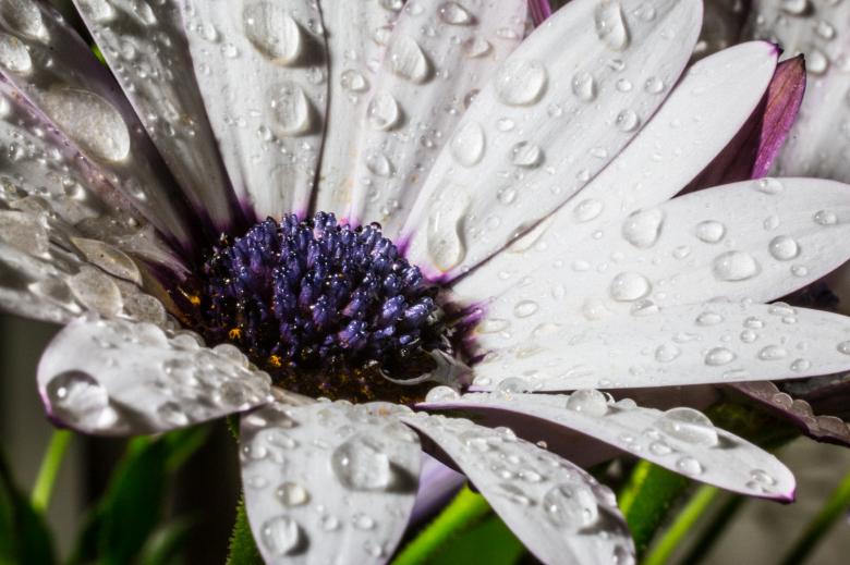Free stock image of Osteospermum Ecklonis created by Pixabay