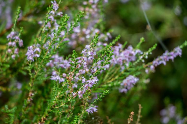 Free stock image of Soft touch of nature created by Janis Urtans