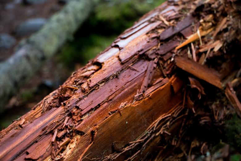 Free stock image of Wood decomposition created by Janis Urtans
