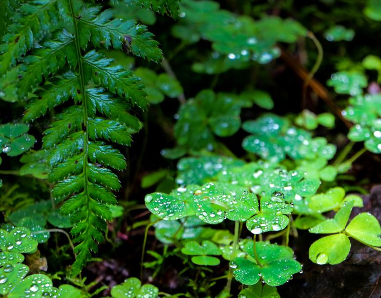 Free stock image of Green momentum  created by Janis Urtans