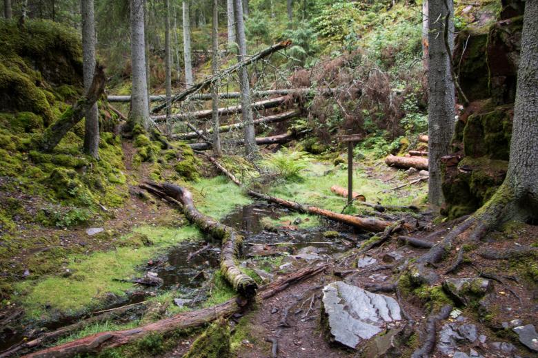 Free stock image of Woods created by Janis Urtans