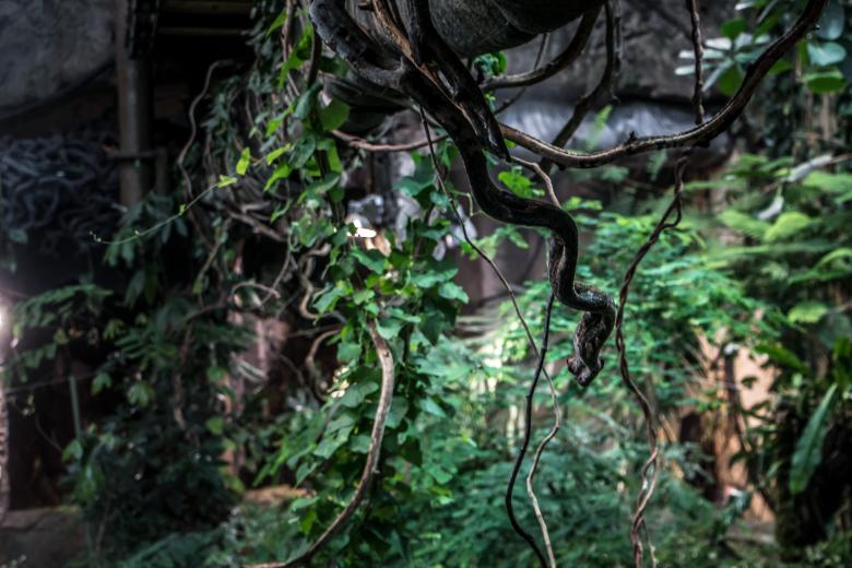 Free stock image of Jungle illusion created by Janis Urtans