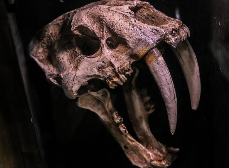 Free stock image of Extinct Animal Skull created by Janis Urtans