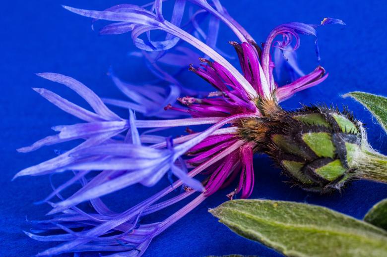 Free stock image of Centaurea Montana created by Pixabay