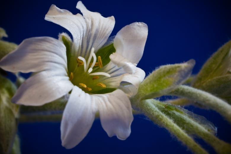 Free stock image of Cerastium Tomentosum created by Pixabay