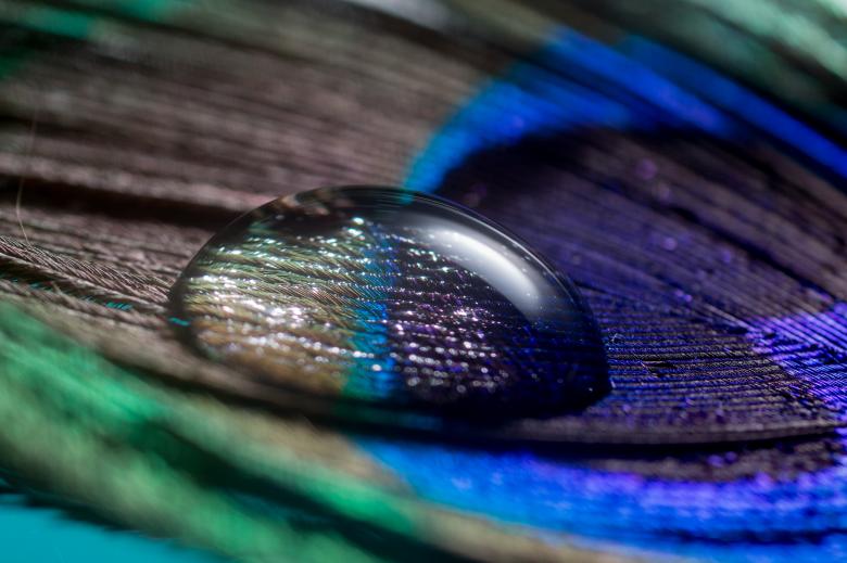 Free stock image of Water Drop on the Feather created by Pixabay