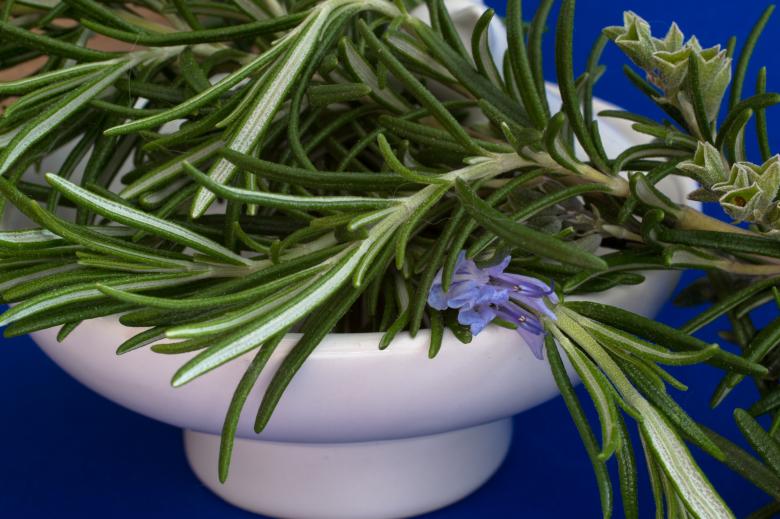 Free stock image of Fresh Rosemary created by Pixabay