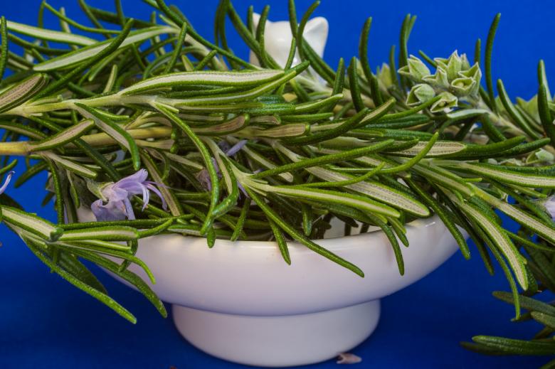 Free stock image of Fresh Rosemary created by Pixabay