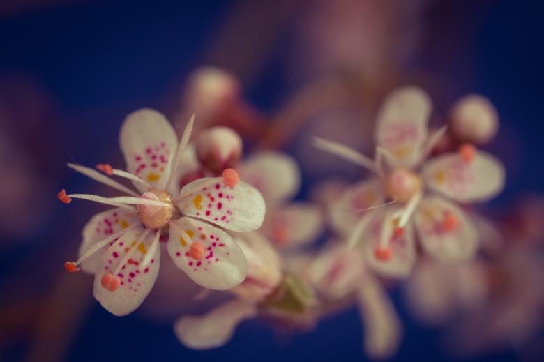 Free stock image of Saxifraga Cuneifolia created by Pixabay