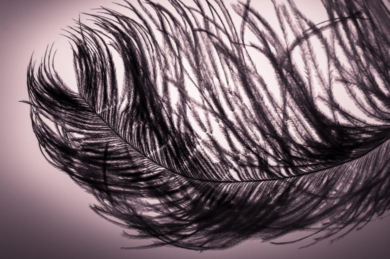Free stock image of Smooth Feather created by Pixabay