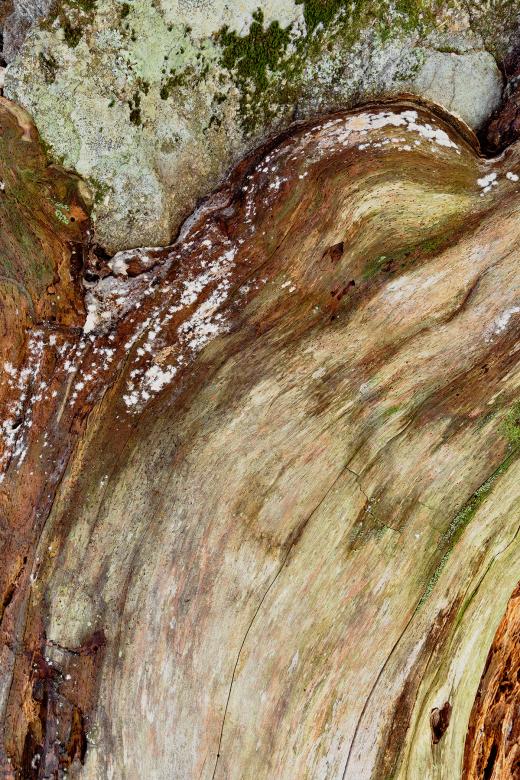 Free stock image of Vibrant Wood Decay created by Nicolas Raymond