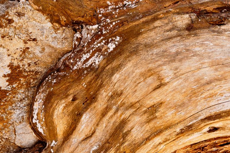 Free stock image of Gold Wood Decay created by Nicolas Raymond
