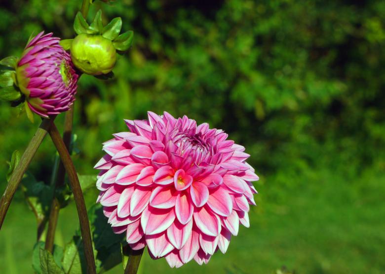 Free stock image of Dahlia Flowers created by Eric Yuen