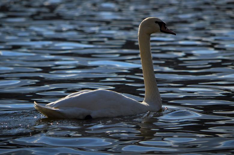 Free stock image of Prague Swan created by James Stokes