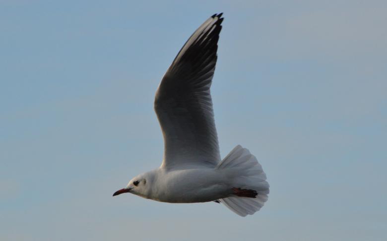 Free stock image of Seagull Flying in the Air created by James Stokes