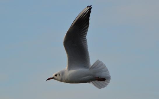 Seagull Flying in the Air - Free Stock Photo
