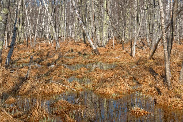 Free stock image of Jesup Birch Marsh - HDR created by Nicolas Raymond