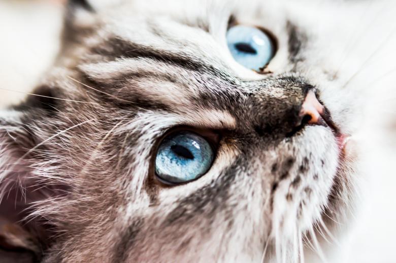 Free stock image of Cat Closeup created by Pixabay