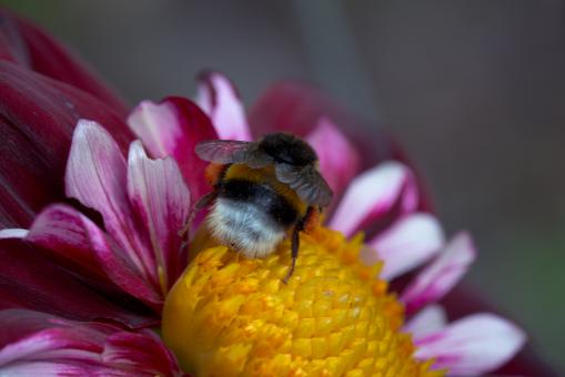 Free Stock Photo of Bee on the Dahlia