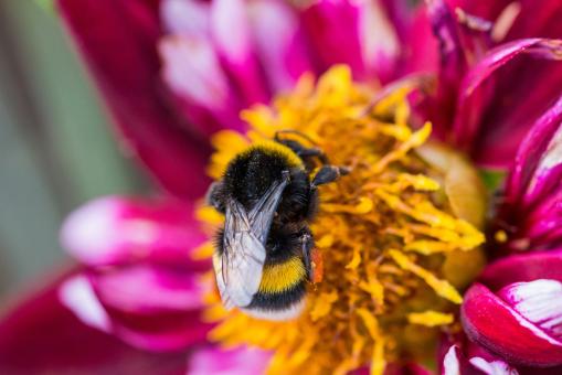 Free Stock Photo of Bee on the Dahlia