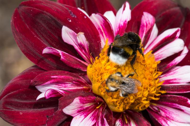 Free stock image of Bee on the Dahlia created by Pixabay