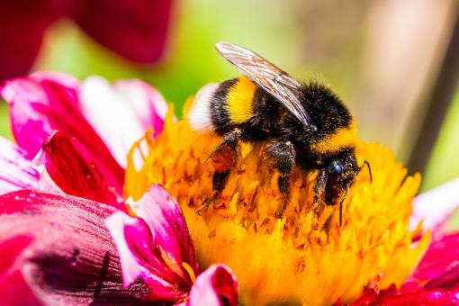 Free Stock Photo of Bee on the Dahlia