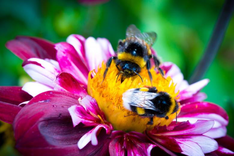 Free stock image of Bee on the Dahlia created by Pixabay