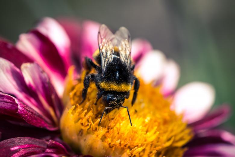 Free stock image of Bee on the Dahlia created by Pixabay