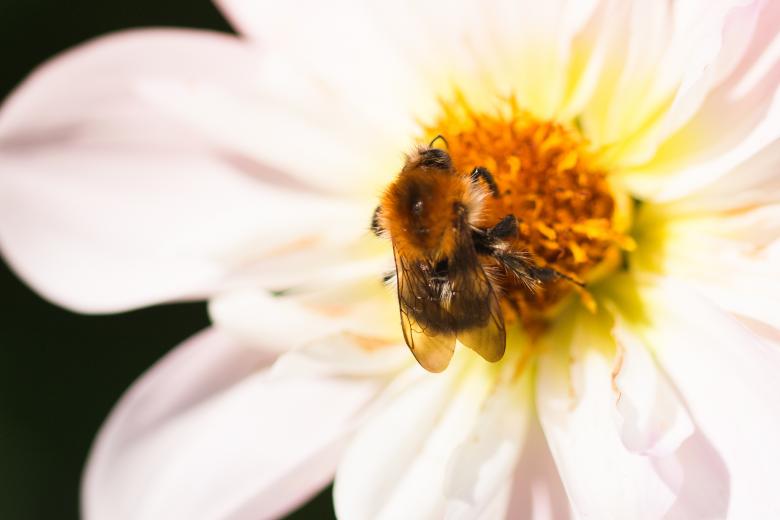 Free stock image of Fly on the Dahlia created by Pixabay