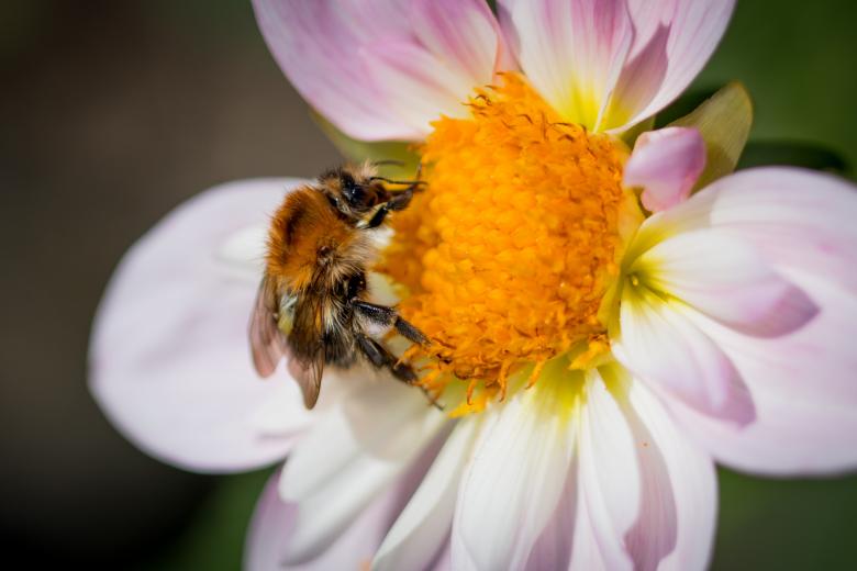 Free stock image of Fly on the Dahlia created by Pixabay