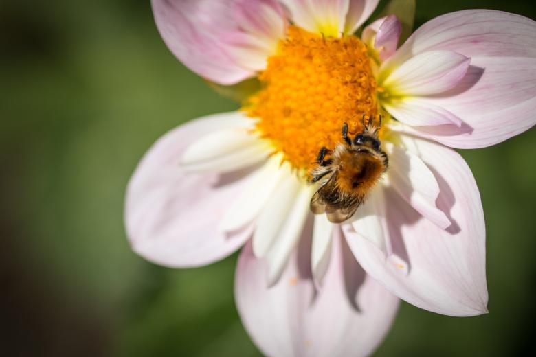 Free stock image of Fly on the Dahlia created by Pixabay