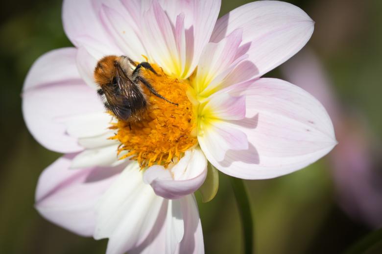Free stock image of Fly on the Dahlia created by Pixabay