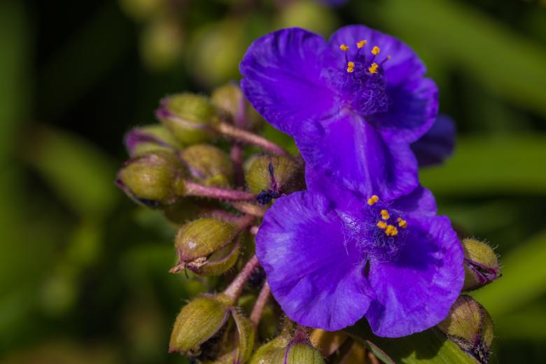 Free stock image of Fresh Flowers created by Pixabay