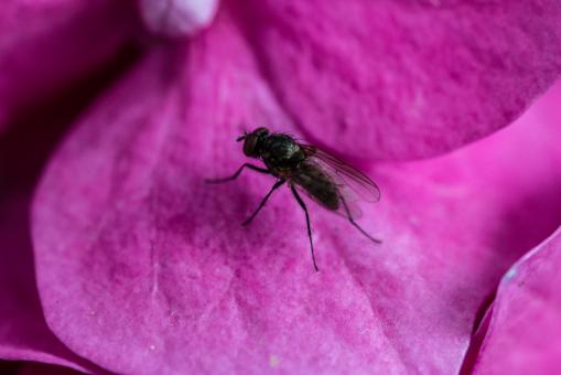 Free Stock Photo of Fly on the Flower