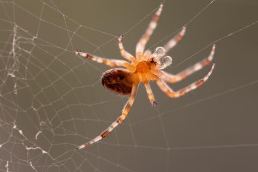 Garden Spider - Free Stock Photo