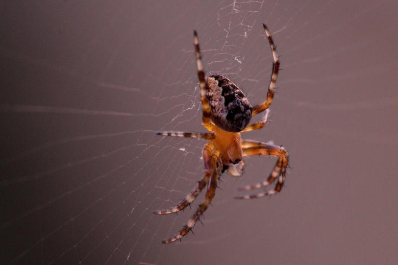 Free stock image of Garden Spider created by Pixabay