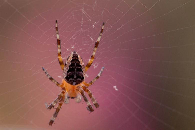 Free stock image of Garden Spider created by Pixabay