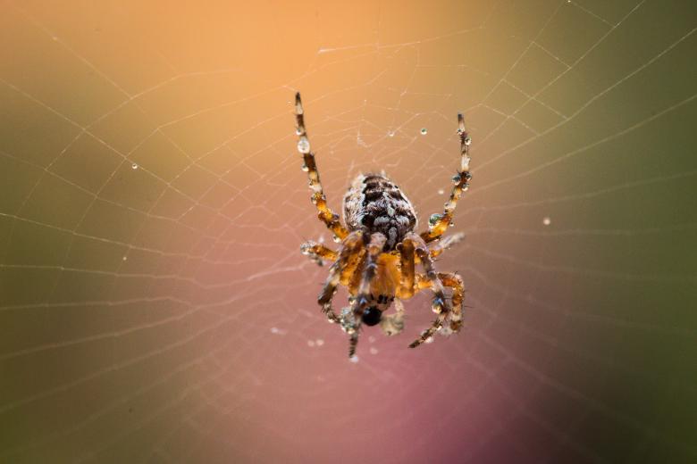 Free stock image of Garden Spider created by Pixabay