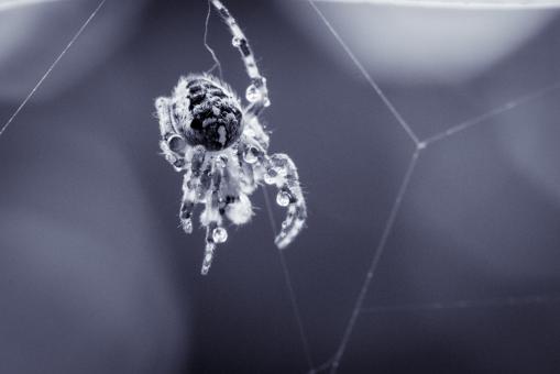 Free Stock Photo of Garden Spider
