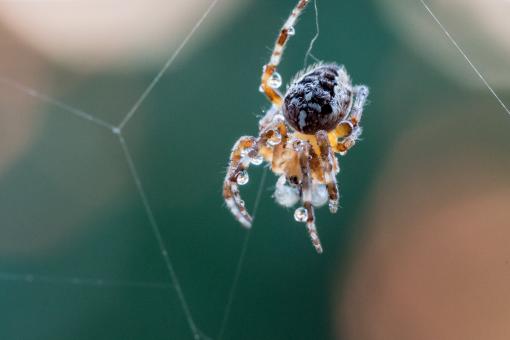 Garden Spider - Free Stock Photo