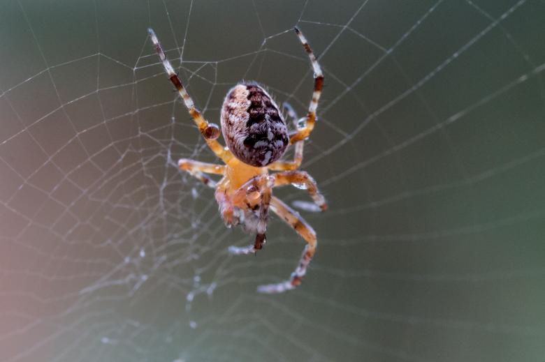 Free stock image of Garden Spider created by Pixabay