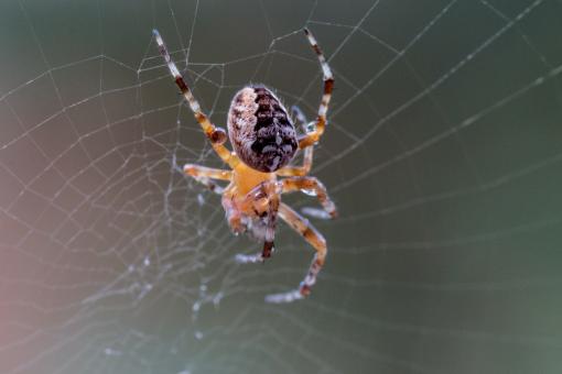 Free Stock Photo of Garden Spider