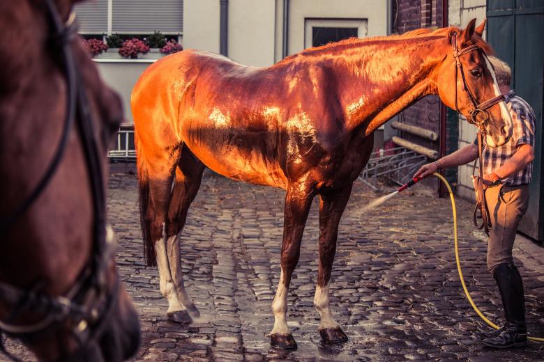Free stock image of Brown Horse created by Pixabay