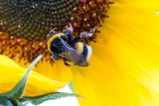 Free Stock Photo of Hummel Bee on the Flower