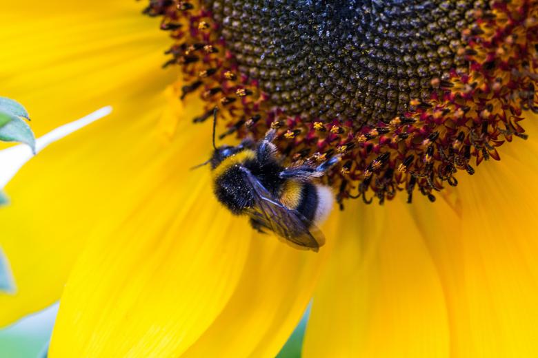 Free stock image of Hummel Bee on the Flower created by Pixabay