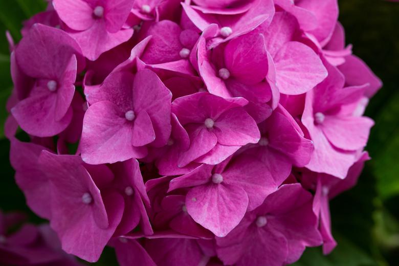 Free stock image of Fresh Hydrangeas created by Pixabay